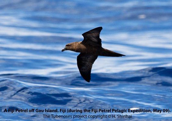 Fiji Petrel