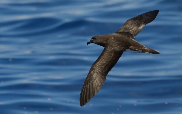 Fiji Petrel