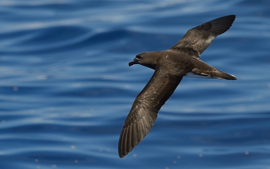Fiji Petrel