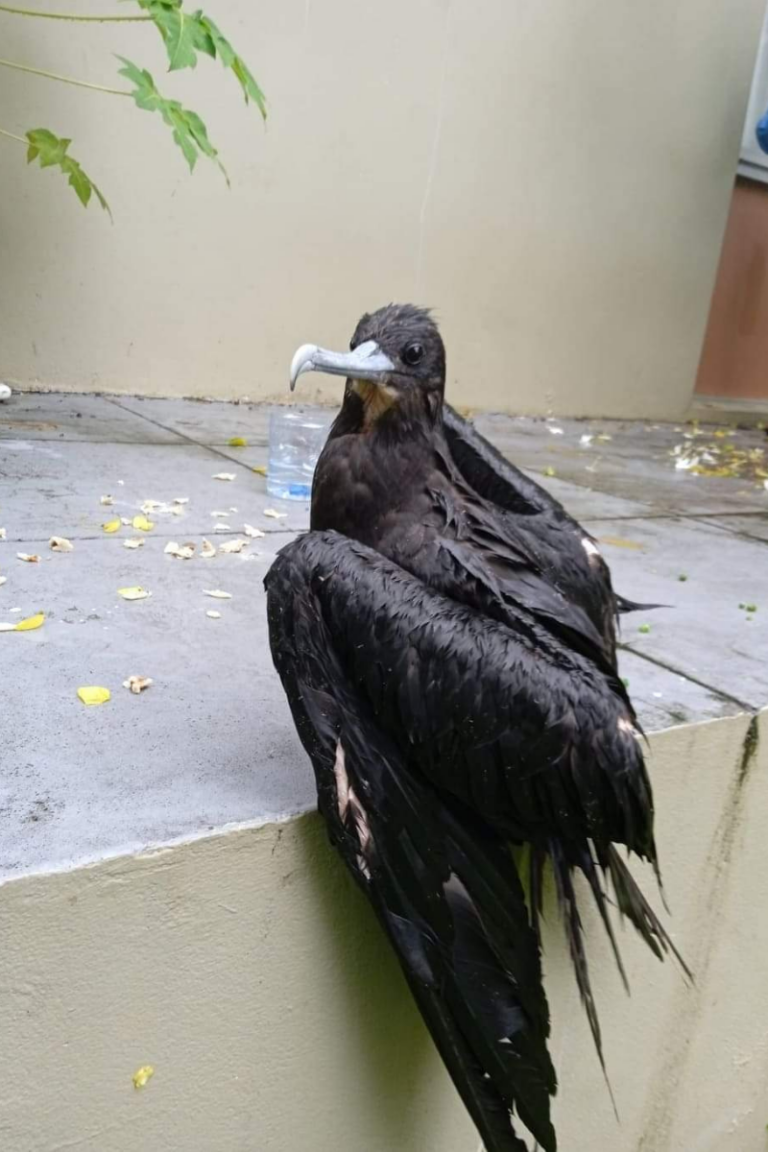 Fiji Petrel