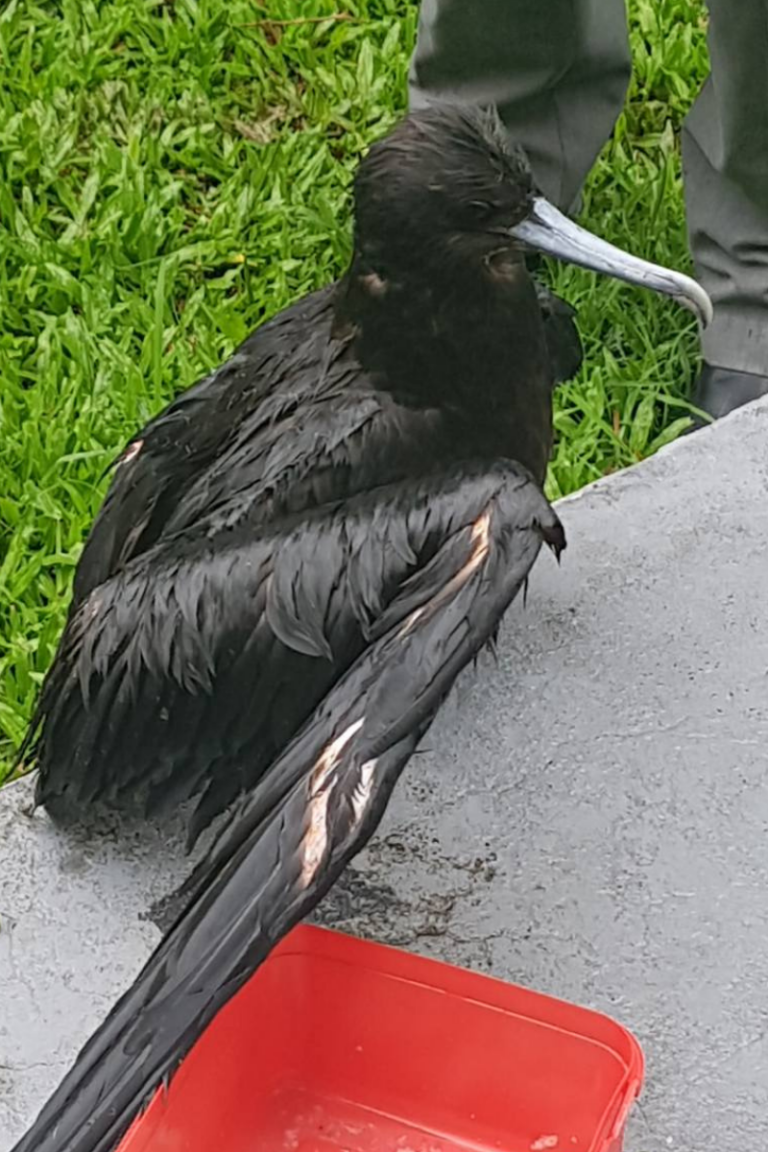 Fiji Petrel