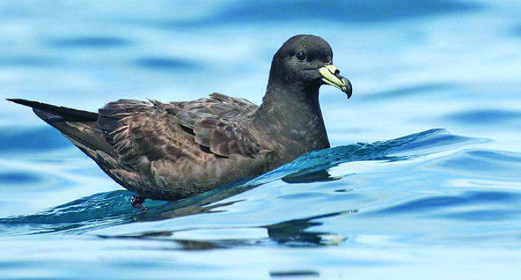 Fiji Petrel