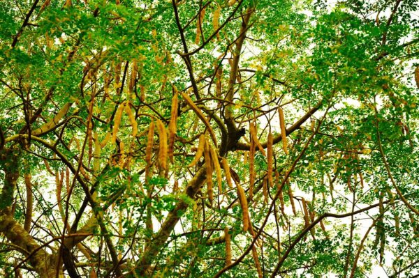 Moringa Oleifera - Saijan