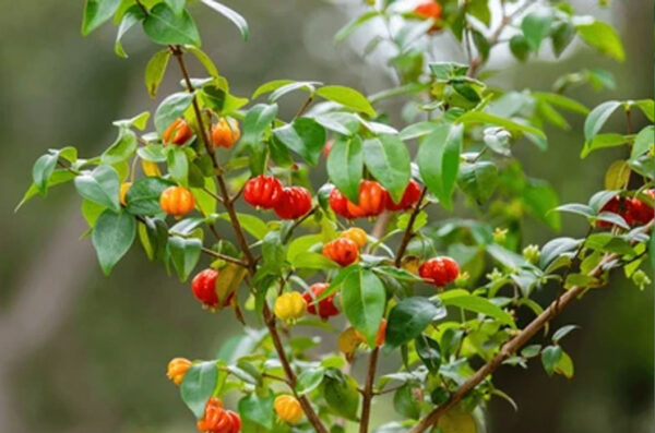 Eugenia Uniflora- Surinam Cherry tree