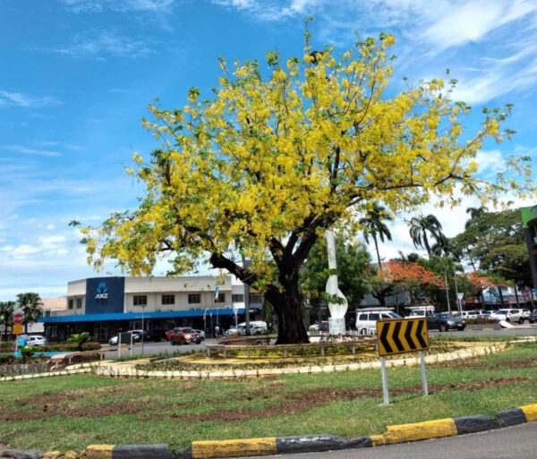 Golden Flower tree in Lautoka, Fiji.