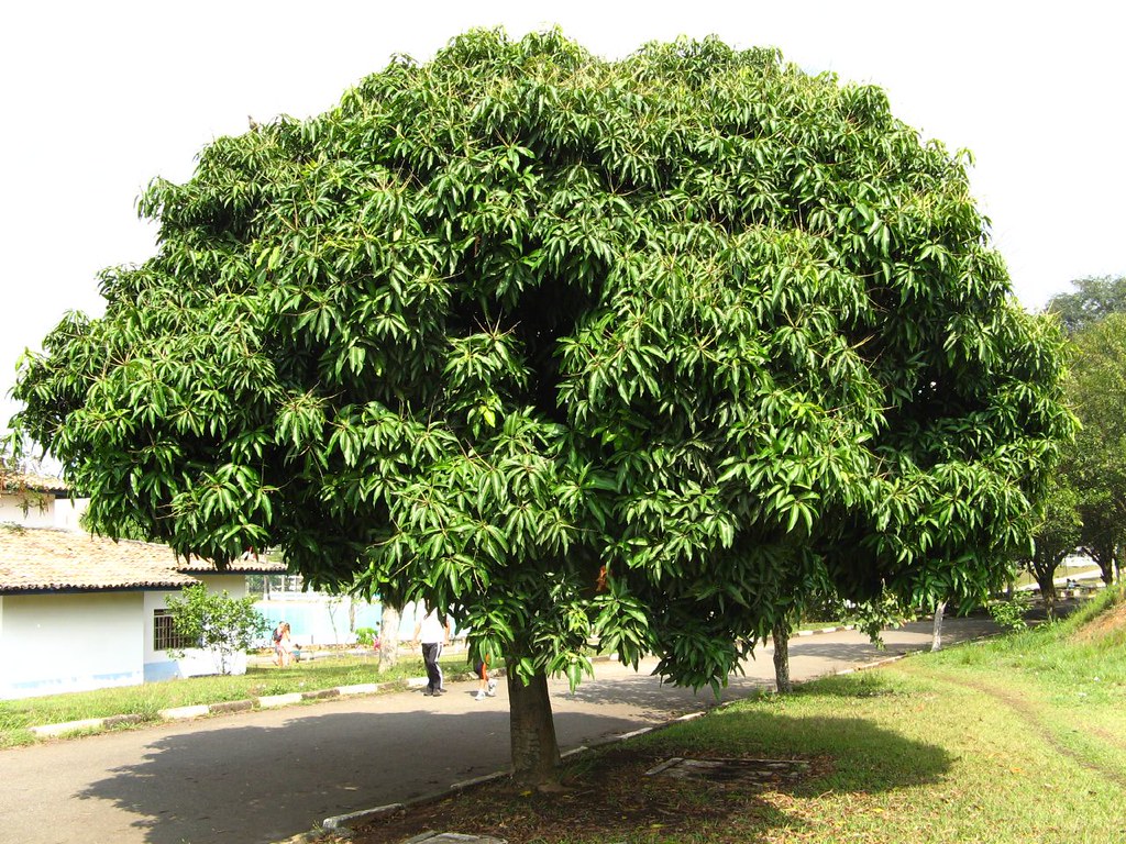 Mango Tree