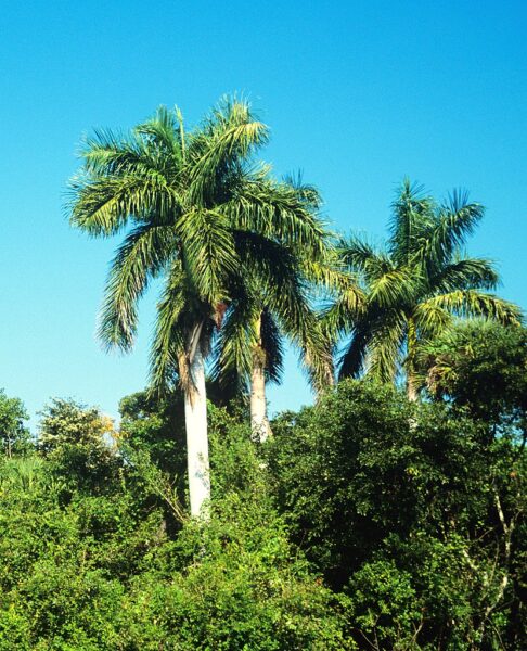 Roystonea regia tree