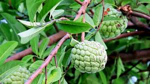 Annoa Squamosa- Sugar Apple